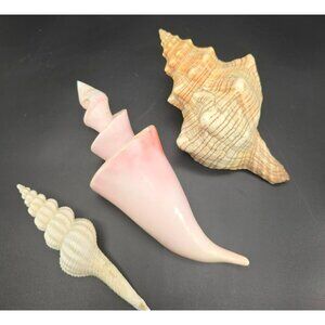 Seashells In Natural Pink & Beige Tones For Display Or Crafting Set of 3 DH1359